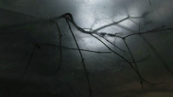 Das Summen der Insekten