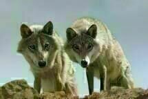 Der letzte Wolf 04