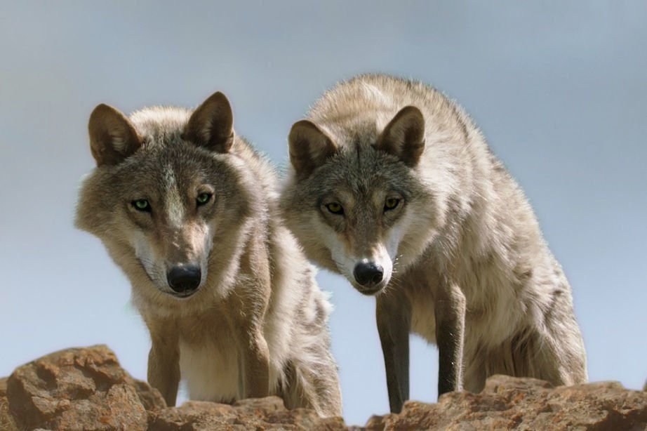 Der letzte Wolf 04