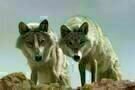 Der letzte Wolf 04