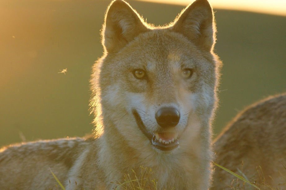 Der letzte Wolf 09
