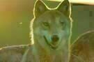 Der letzte Wolf 09