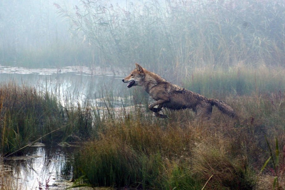 Der letzte Wolf 11