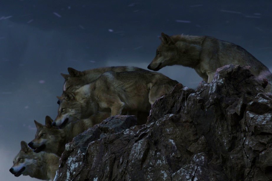 Der letzte Wolf 13