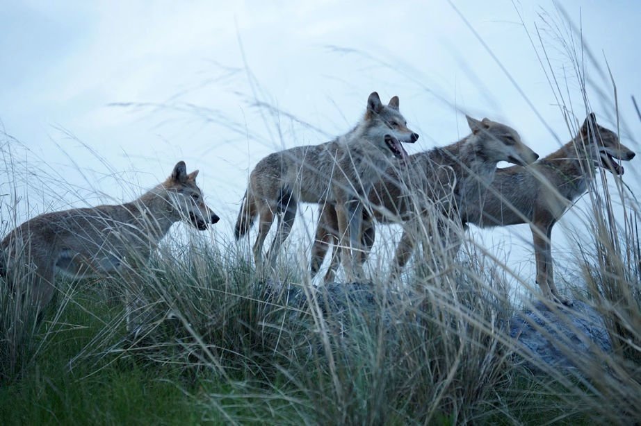 Der letzte Wolf 15