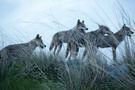 Der letzte Wolf 15