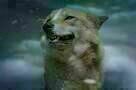 Der letzte Wolf 16