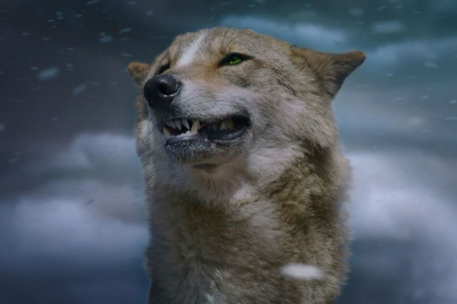 Der letzte Wolf 16