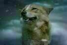 Der letzte Wolf 16