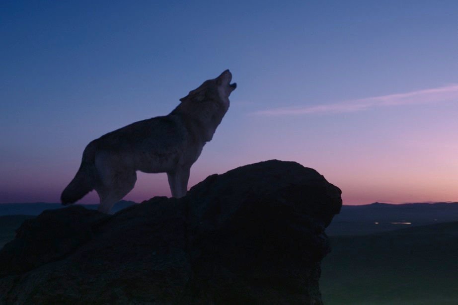 Der letzte Wolf 17