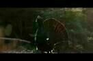 Der wilde Wald - Natur Natur sein lassen - Trailer