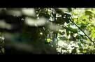 Die Magie der Träume - Trailer
