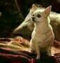 easy virtue-9