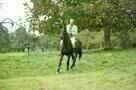Ein fliehendes Pferd