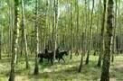 Ein russischer Sommer