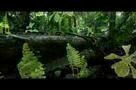 Es war einmal im Regenwald - Trailer