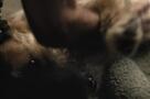 Finch - Trailer