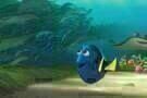 Findet Dorie 11