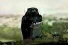 Four Lions 09