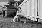 Frankenweenie 06