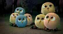 Free Birds