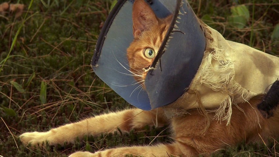 frog spider hand horse house 01