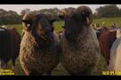 Glennkill: Ein Schafskrimi - Trailer