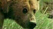 Grizzly Man