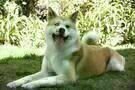 HACHIKO