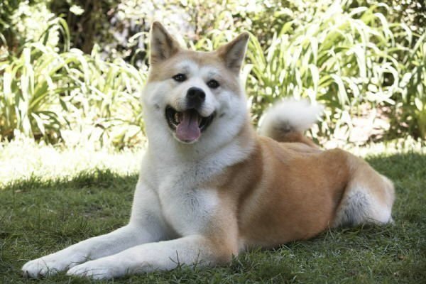 HACHIKO