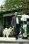 HACHIKO