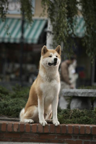 HACHIKO