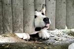 Hachiko - Eine wunderbare Freundschaft
