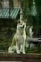 HACHIKO