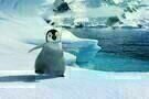 Happy Feet 2