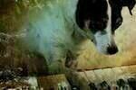 Heart of a Dog