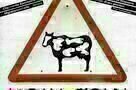 Holy Cow - Plakat