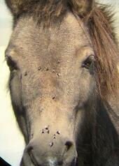 Horse Opera