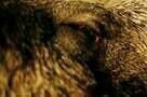 Hunted - Waldsterben - Trailer