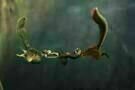 Ice Age 3: Die Dinosaurier sind los