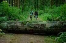 Into the Forest 03