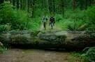 Into the Forest 03