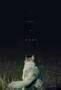 It Comes at Night - Poster