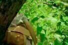 Jane - Trailer