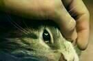 Kater - Plakat