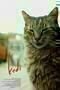 Kedi - Poster