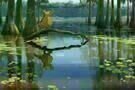 Küss den Frosch