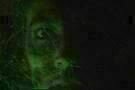 La maschera del demonio 11