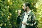 Lemon Tree