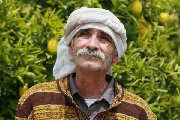 Lemon Tree